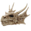 DRG431_001 Collectable Dragon Skull
