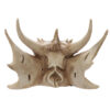 DRG431_004 Collectable Dragon Skull