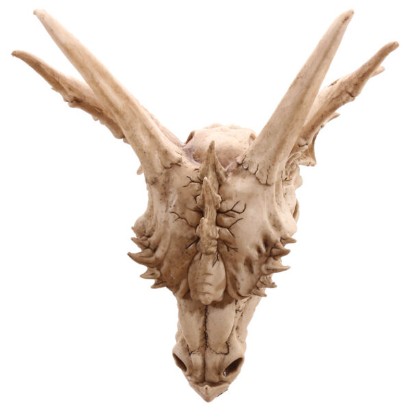 Decorative Fantasy Dragon Skull