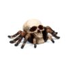SK415_001_1745579473 Decorative Ornament - Skull with Spider Legs