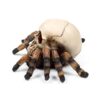 SK415_004_1745579473 Decorative Ornament - Skull with Spider Legs