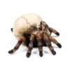 SK415_006_1745579473 Decorative Ornament - Skull with Spider Legs